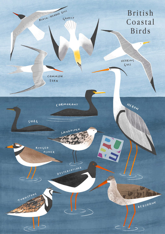 British Sea Birds Illustration by Holly Astle for Pure Art Licensing & Illustration Agency International