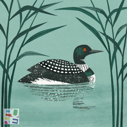 Common Loon Bird Illustration by Holly Astle for Pure Art Licensing & Illustration Agency International